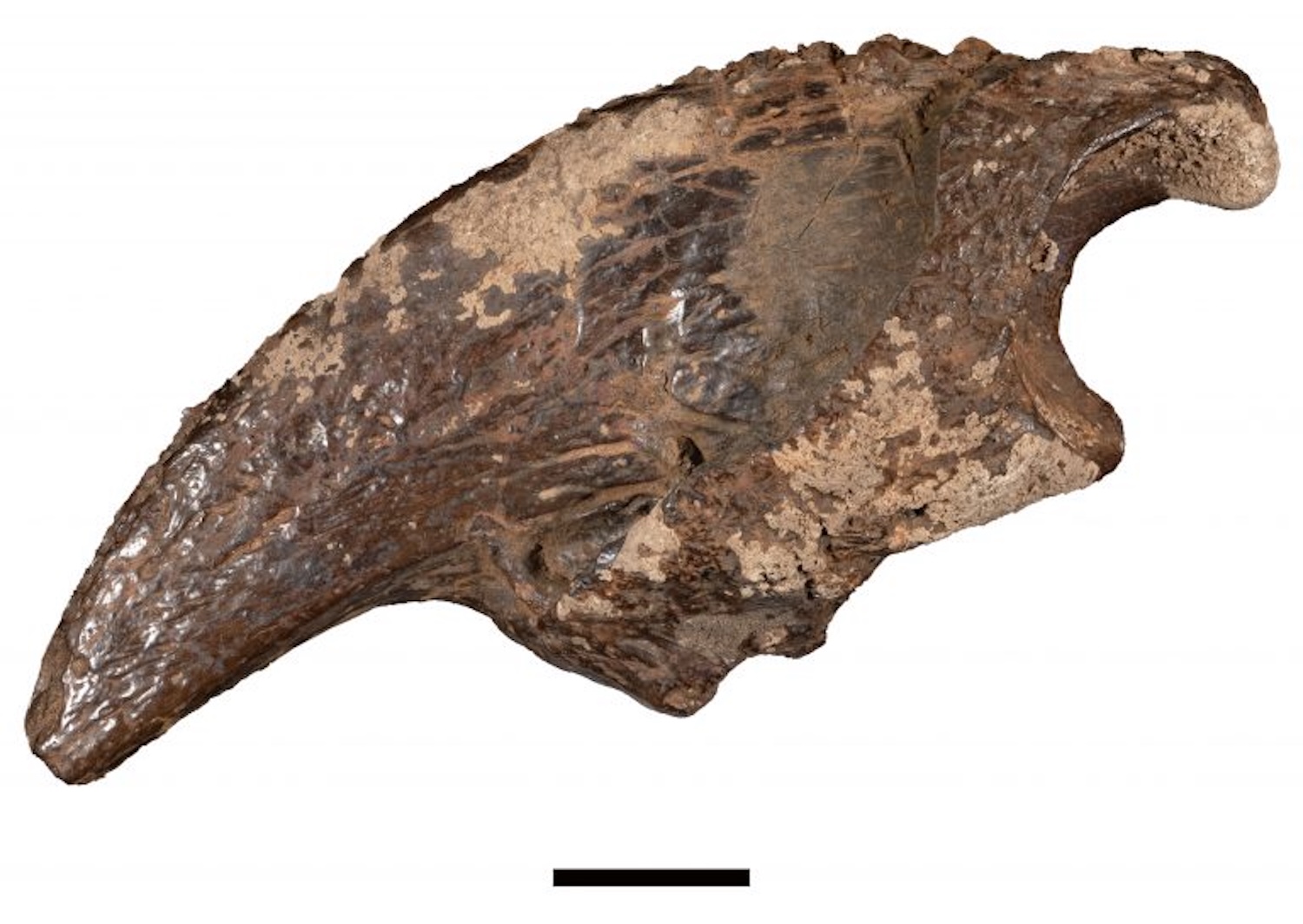 A fossil claw from the giant ground sloth Megalonyx found in a Texas water cave. Scale bar is two centimeters. Credit: John Moretti/The University of Texas at Austin
