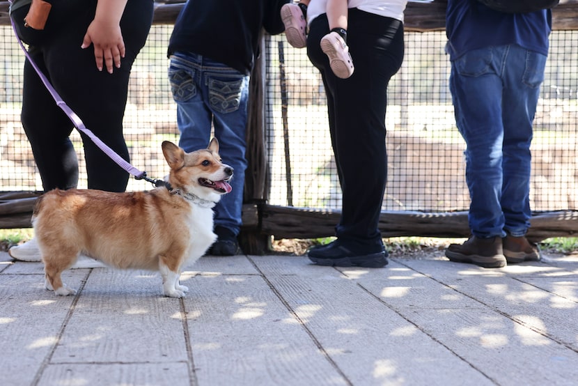 Kiwi waits with other viewers while watching animals during the first ever dog day, on...