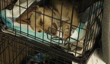 Lubbock Animal Services receives $150,000 state grant for spay, neuter program