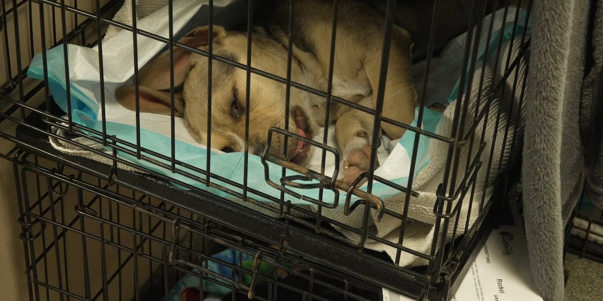 Lubbock Animal Services receives $150,000 state grant for spay, neuter program