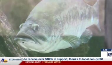 ‘Something really special’: East Texas program breeding bigger bass for future generations