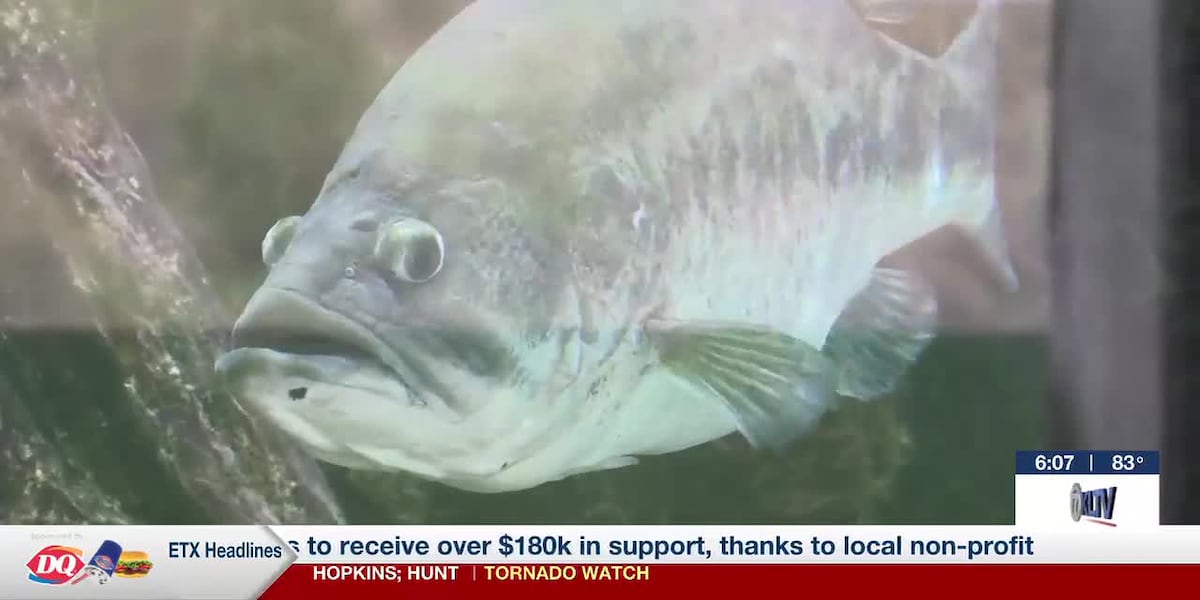 ‘Something really special’: East Texas program breeding bigger bass for future generations
