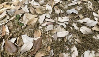 It's officially oak season in San Antonio