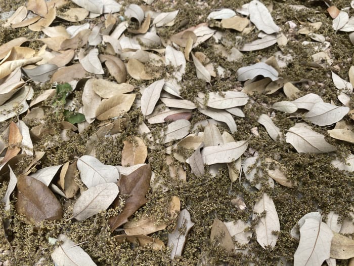 It's officially oak season in San Antonio