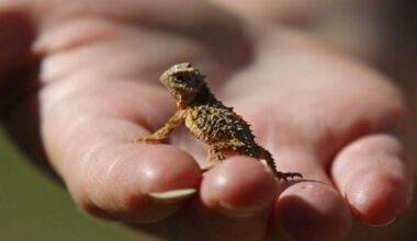 What is a ‘horned frog’ and why is it TCU’s mascot?