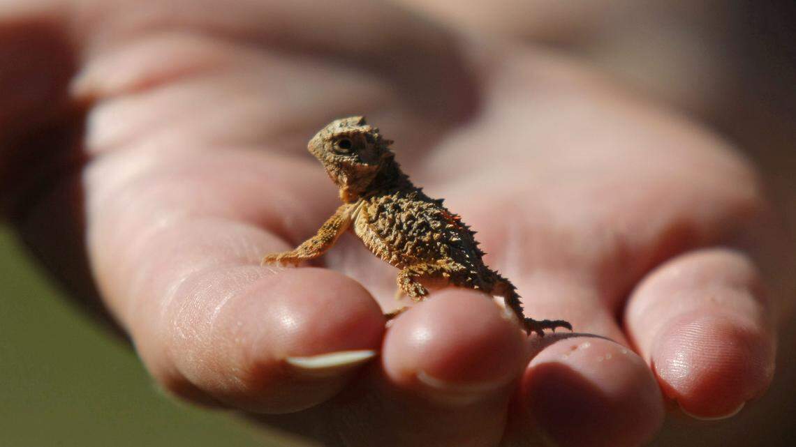 What is a ‘horned frog’ and why is it TCU’s mascot?