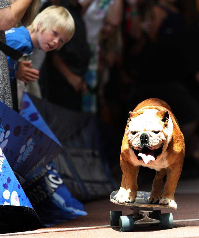 July 20, 2010: Tillman, the "skateboarding bulldog," entertains the lunch-time masses at Ridgmar Mall in Fort Worth.