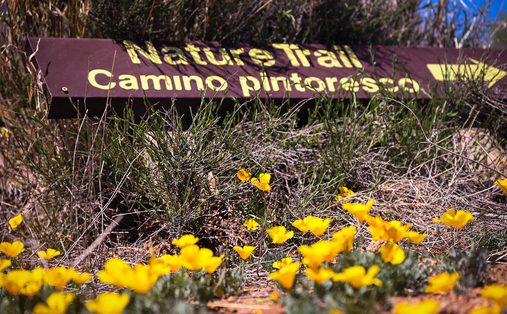 The preparations of this blooming festival – The Prospector