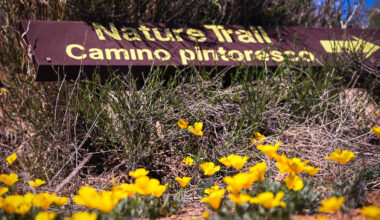 The preparations of this blooming festival – The Prospector