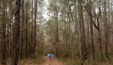 Houston Audubon acquires 128-acre sanctuary in Montgomery County: Peach Creek Woods Nature Sanctuary