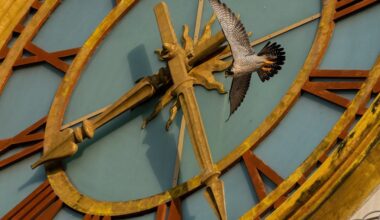 Friends in High Places - UT Austin News