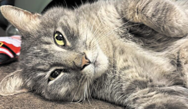 Pet of the week • 03-13-26