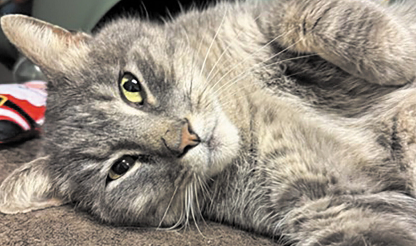 Pet of the week • 03-20-26