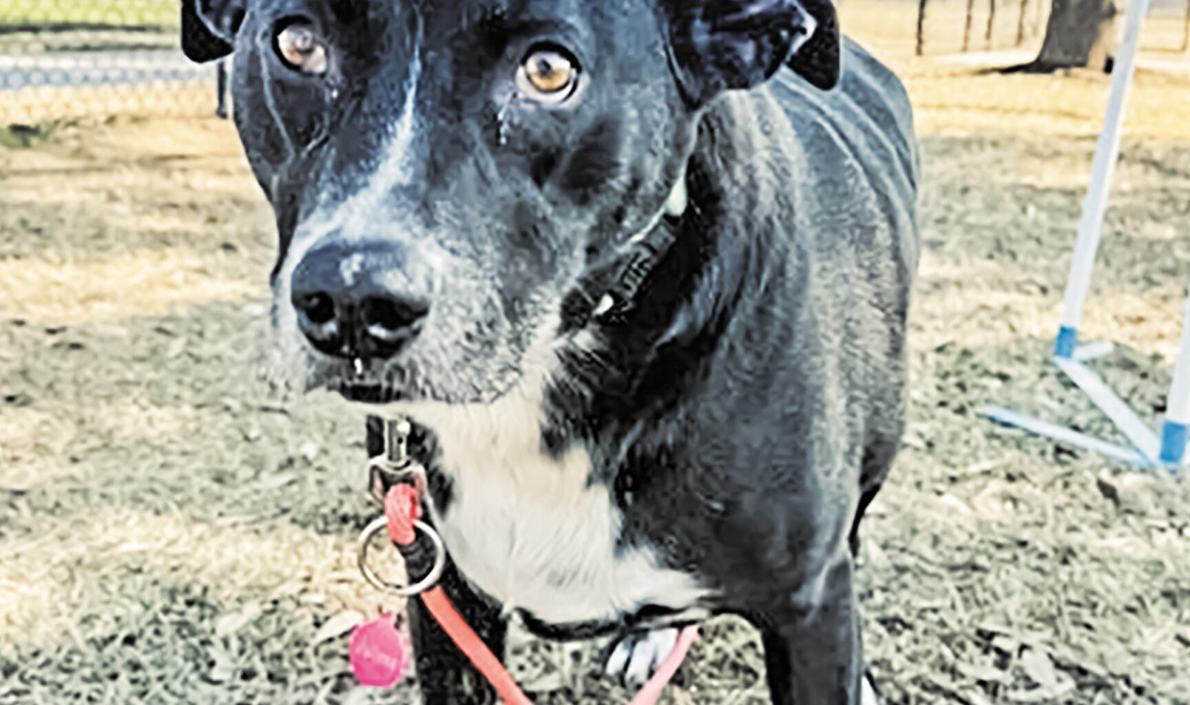 Pet of the week • 03-27-26