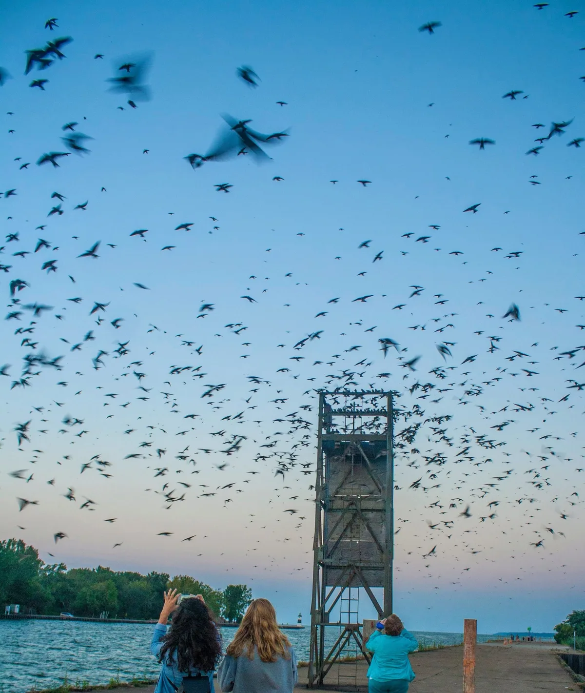 Purple maritin roost