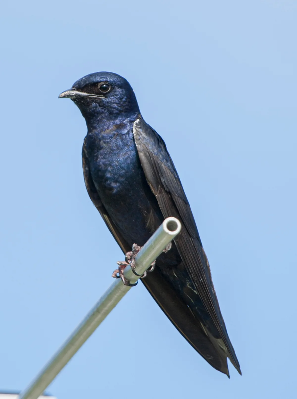 Purple martin adult male