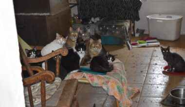 Garland Animal Services seizes 64 cats in largest rescue in city history, officials say