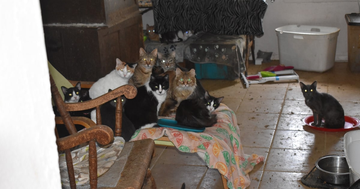 Garland Animal Services seizes 64 cats in largest rescue in city history, officials say