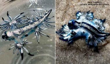 Blue dragons are showing up on South Texas beaches