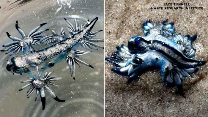 Blue dragons are showing up on South Texas beaches