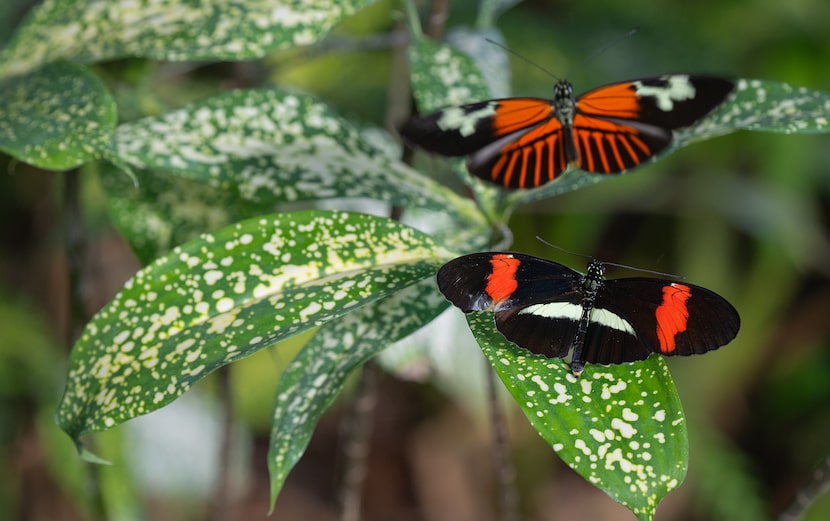 Butterflies in the Garden runs through April 30 at the Fort Worth Botanic Garden.