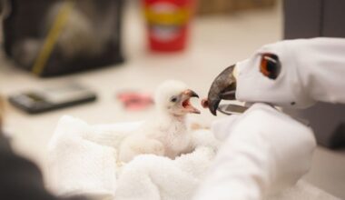 Fort Worth Zoo welcomes first eagle chick in institution’s 117-year history