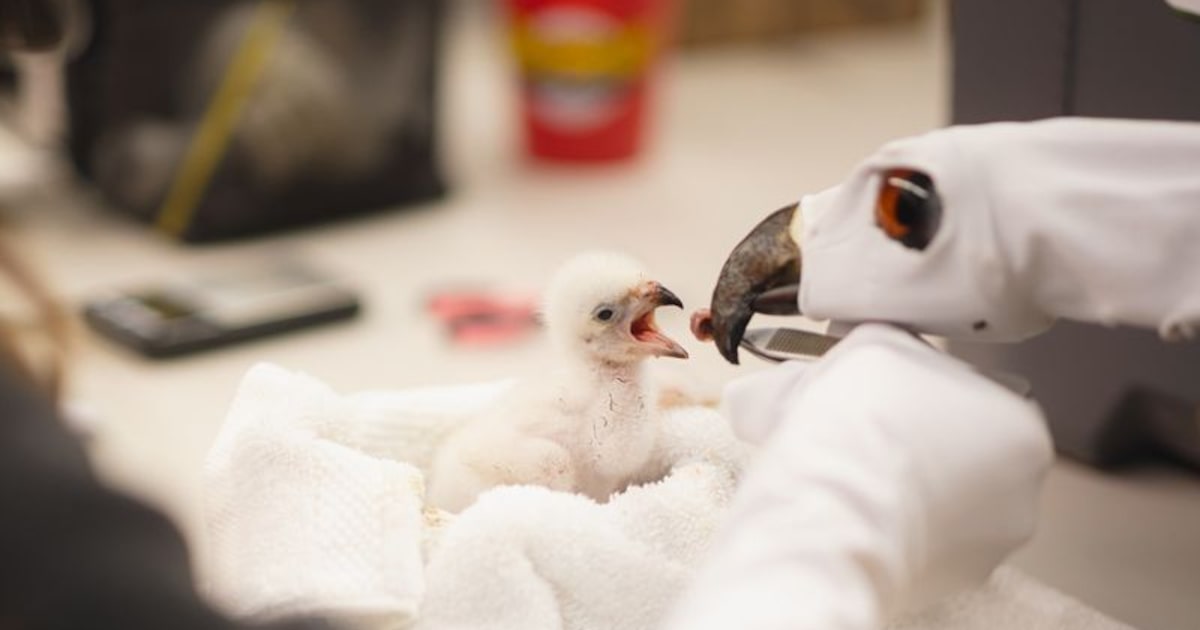Fort Worth Zoo welcomes first eagle chick in institution’s 117-year history