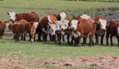 3 charged in Texas County livestock theft after Missouri State Highway Patrol investigation