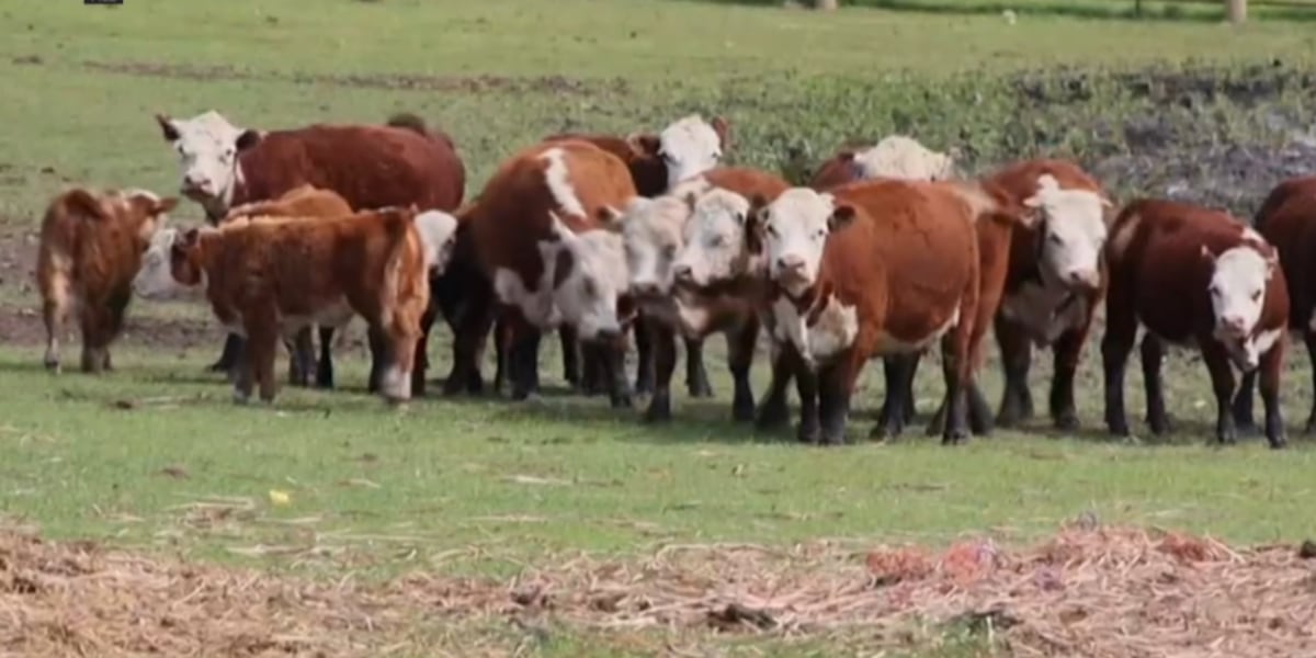 3 charged in Texas County livestock theft after Missouri State Highway Patrol investigation