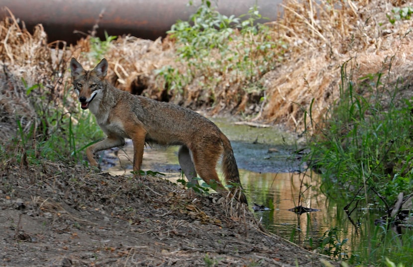 A coyote moves from a creek after drinking at Trinity Park, Friday, July 20, 2018 in Fort...