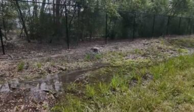Spring Branch homeowner warns clogged drainage ditch could cause flooding