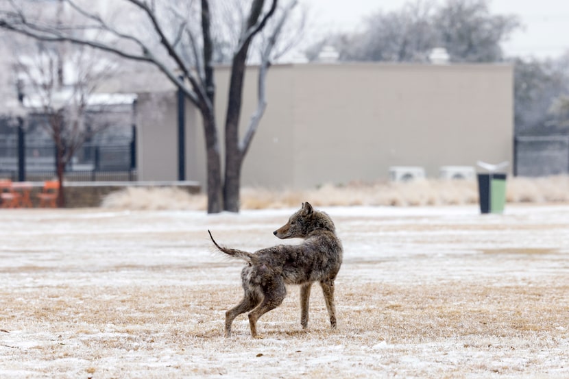 A coyote stops to look around as it walks near The Village apartment complex on Southwestern...
