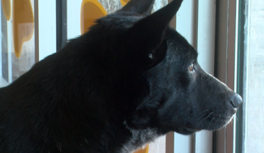 A dog named Blackie helps rescue kittens