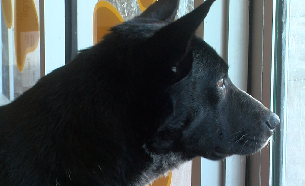 A dog named Blackie helps rescue kittens