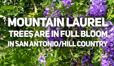 *Sniff, sniff* Mountain laurels are blooming in San Antonio, Texas Hill Country