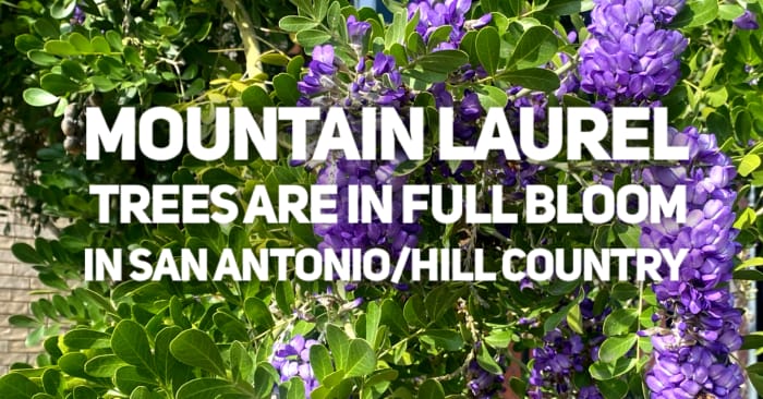*Sniff, sniff* Mountain laurels are blooming in San Antonio, Texas Hill Country