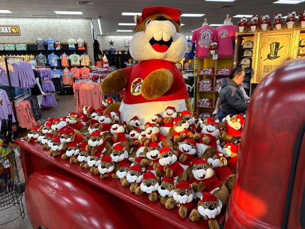A shopper persues items near a display of Buc-ee's beaver dolls in the bed of a pickup truck inside the Buc-ees store early Thursday, April 4, 2024, in Johnstwon, Colo. (AP Photo/David Zalubowski)