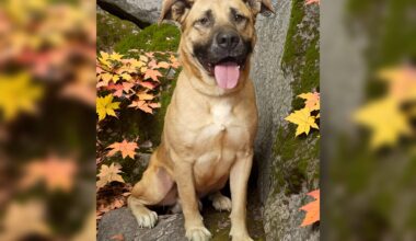 Featured Pet: Dallas • The Mendocino Voice