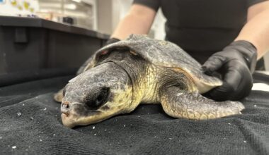 How a Corpus Christi aquarium runs one of the nation’s largest wildlife rescue operations