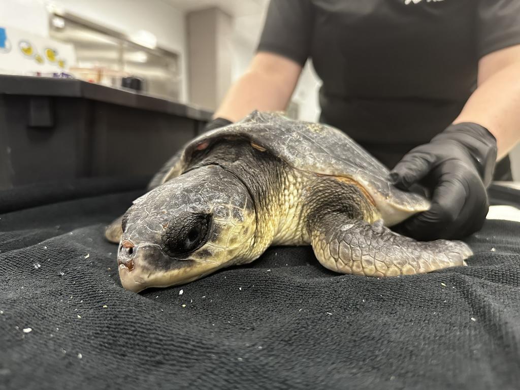 How a Corpus Christi aquarium runs one of the nation’s largest wildlife rescue operations