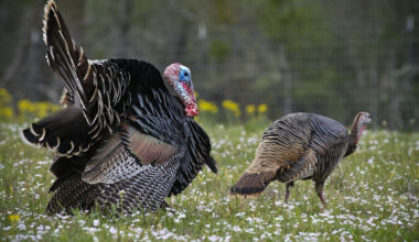 Spring turkey season prospects look good in Texas Strong summer production and recruitment over the past three years have set the stage for a promising 2026 spring turkey season.