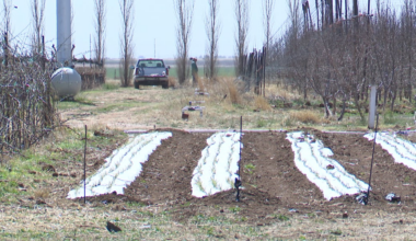 Idalou farm battles early crop losses as volatile weather threatens the season
