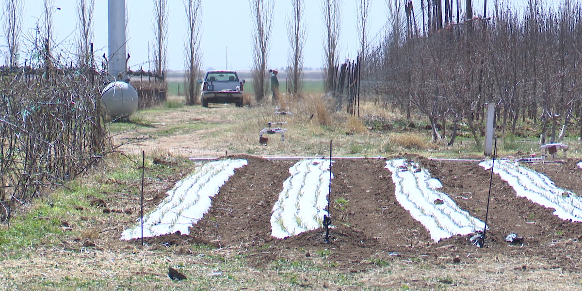 Idalou farm battles early crop losses as volatile weather threatens the season