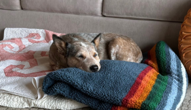 Dog rescued from landfill undergoes successful dental surgery, now recovering
