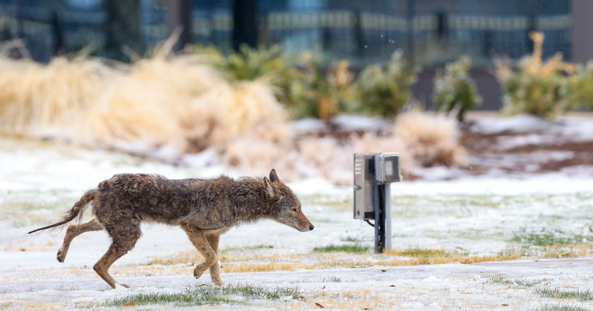 The science behind their spread into cities