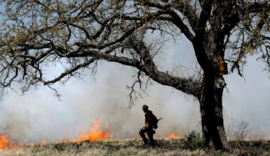 Prescribed burns play regenerative role in Texas ecosystems. Here’s why