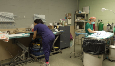 Lubbock Animal Services receives $150,000 state grant for spay, neuter program