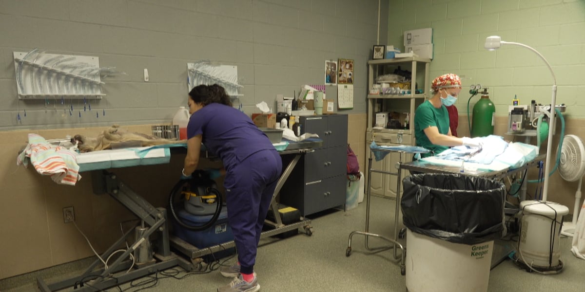 Lubbock Animal Services receives $150,000 state grant for spay, neuter program