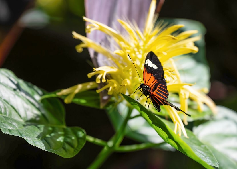 Butterflies in the Garden runs through April 30 at the Fort Worth Botanic Garden.