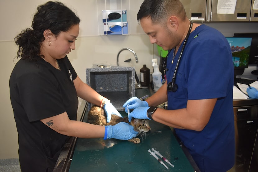 “Garland will not stand by while animals suffer,” Art Munoz, the city’s animal services...